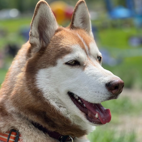 Meet your Posher, Miruna - Picture 1 of 1